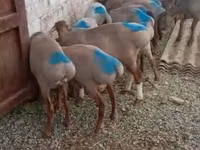 Ram, Rhon sheep — photo 3