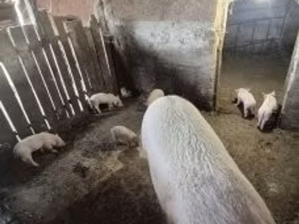 Scroafă, 