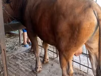 公牛, Cattle — 照片 2
