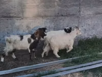 Ziege, Nubian Goat — Foto 5