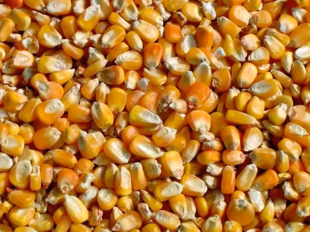 Продам кукурузу