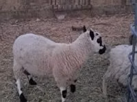 Ram, Cerry Hill sheep — photo 2