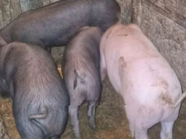 Vier, Porci