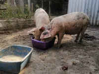 Scroafă, Porci — foto 3