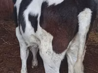 Vacă, Russian Black pied cattle — foto 1