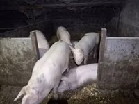 母猪, Pigs — 照片 2