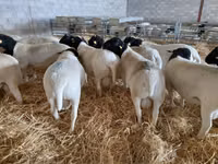 Bélier, Dorper sheep — photo 3