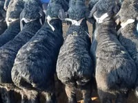 Carnero, Hissar sheep — foto 7