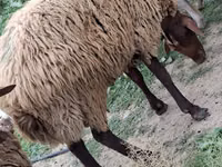 公羊, Sheep — 照片 1