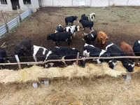 ثور, Russian Black pied cattle — الصورة 3