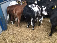 Vacă, Bovine — foto 2