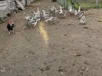 Geese — Foto 4
