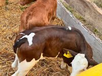 मवेशी (लॉट, लिंग निर्दिष्ट नहीं), Simmental cattle — फ़ोटो 3