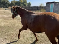 Stute, Kazakh horse — Foto 8