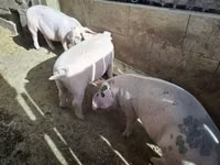 Schweine (Partie, Geschlecht nicht angegeben), Schweine — Foto 3