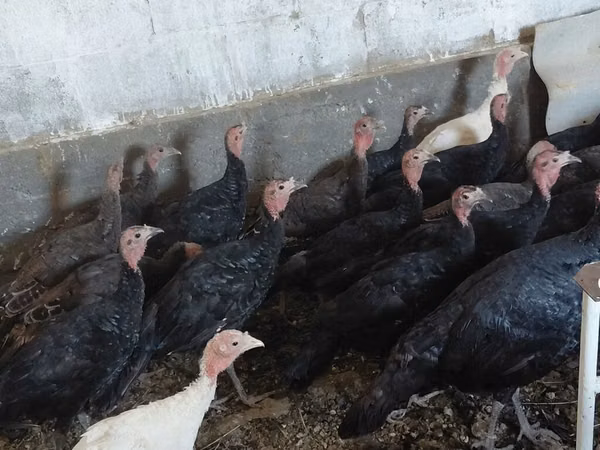 Turkeys