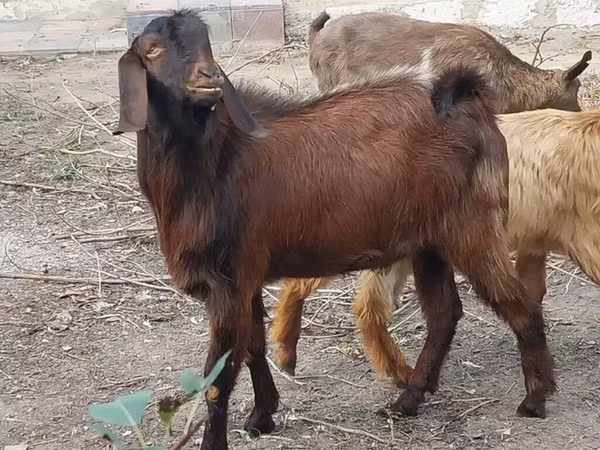 Capră, Capre
