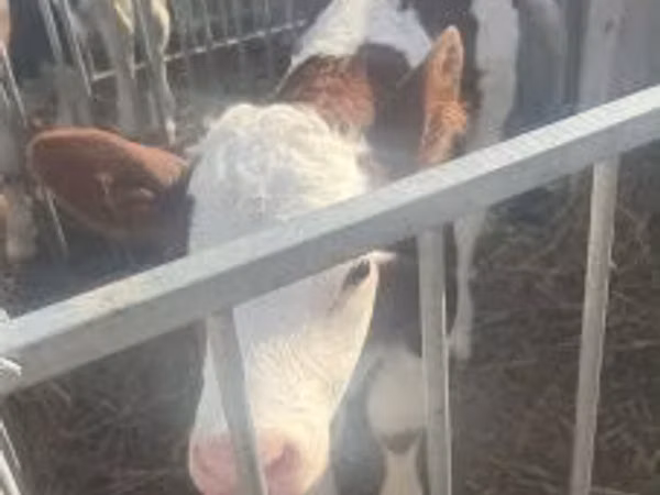 Bou, Simmental cattle