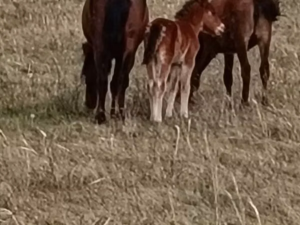 Stute, Horse breed