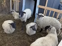 母羊, Sheep — 照片 3