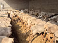 Oveja, Arashan sheep — foto 1