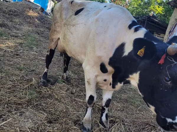 Bou, Russian Black pied cattle