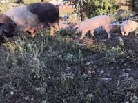 Vier, Porci — foto 1