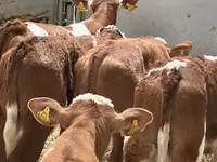 Bulle, Russian Black pied cattle — Foto 8