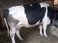 İnək, Russian Black pied cattle — foto 3