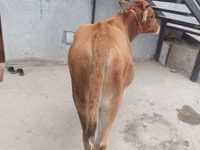 母牛, Cattle — 照片 3