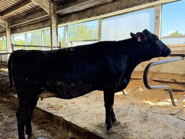 Kuh, Holstein-Rasse