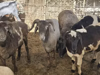 Brebis, Moutons — photo 7