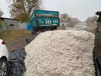 Жом свекловичный (кормовой) — свежий, рассыпной ЖОМ жом жом жом ЖОМ — फ़ोटो 2