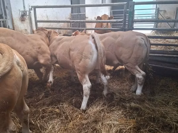 公牛, Blonde d’Aquitane cattle