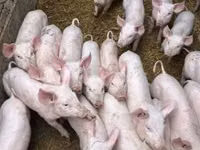Schweine (Partie, Geschlecht nicht angegeben), Schweine — Foto 3