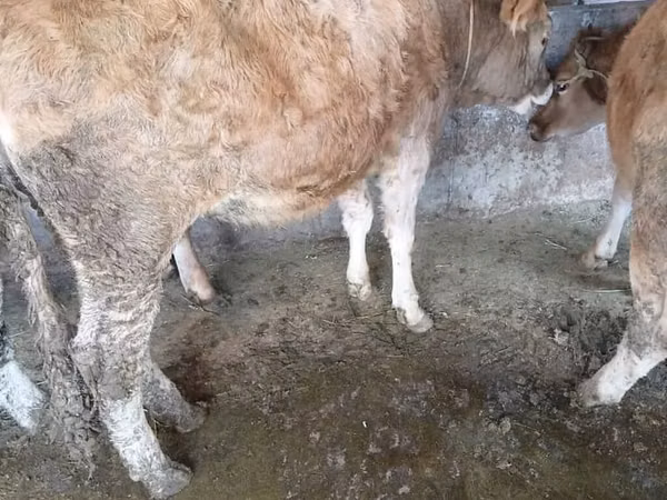 Vaca, Ganado vacuno