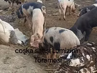 Eber, Schweine — Foto 1