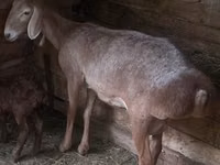 Qoʻy, Afghan Arabi sheep — 1-rasm