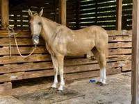 حصان, Quarter Horse — الصورة 3