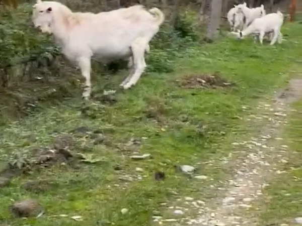 Dişi keçi, Saanen goat