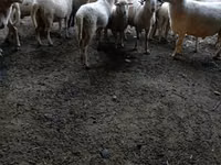 Ram, Sheep — photo 5
