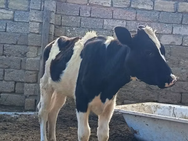 Cow, Simmental cattle