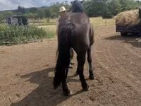 Toychoq, Međimurje horse — 3-rasm