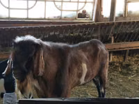 Berbec, Assaf sheep — foto 4