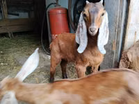 Cabro, Nubian Goat — foto 5