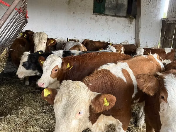 İnək, Simmental cattle