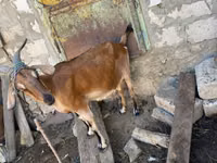 Capră, Nubian Goat — foto 4