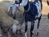 Ziege, Nubian Goat — Foto 3