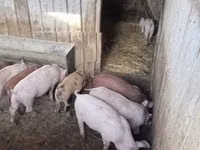 Porcs (lot, sexe non indiqué) — photo 8