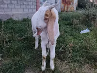 Țap, Gulabi goats — foto 2